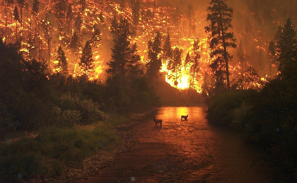 Montana wildfires